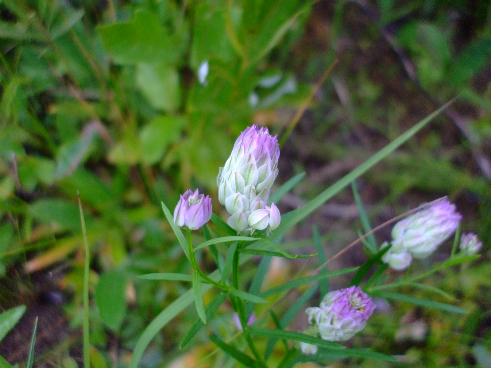 Polygala sanguinea